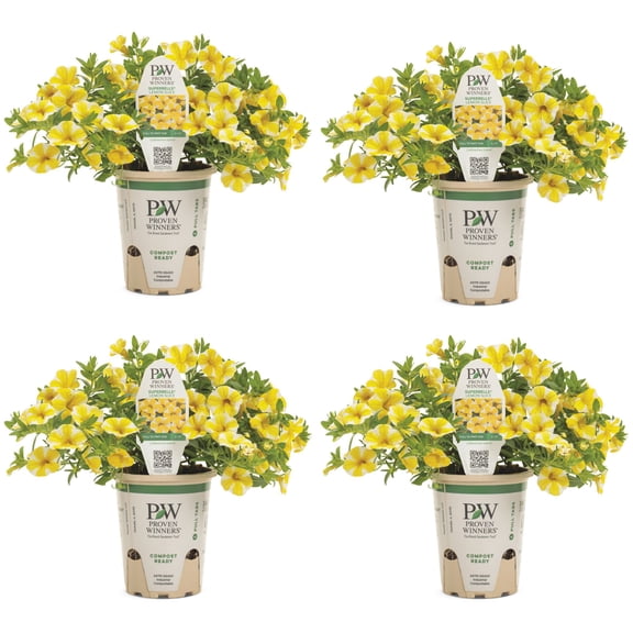Proven Winners 4" Multicolor Superbells Lemon Slice Calibrachoa Live Plant in 4.25" Pot (4 Count)