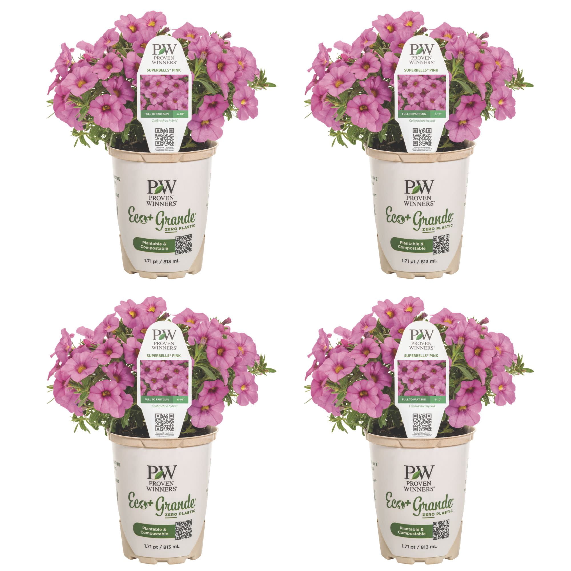 Proven Winners 4" Superbells Pink Calibrachoa Live Plant in 4.25" Pot (4 Count)