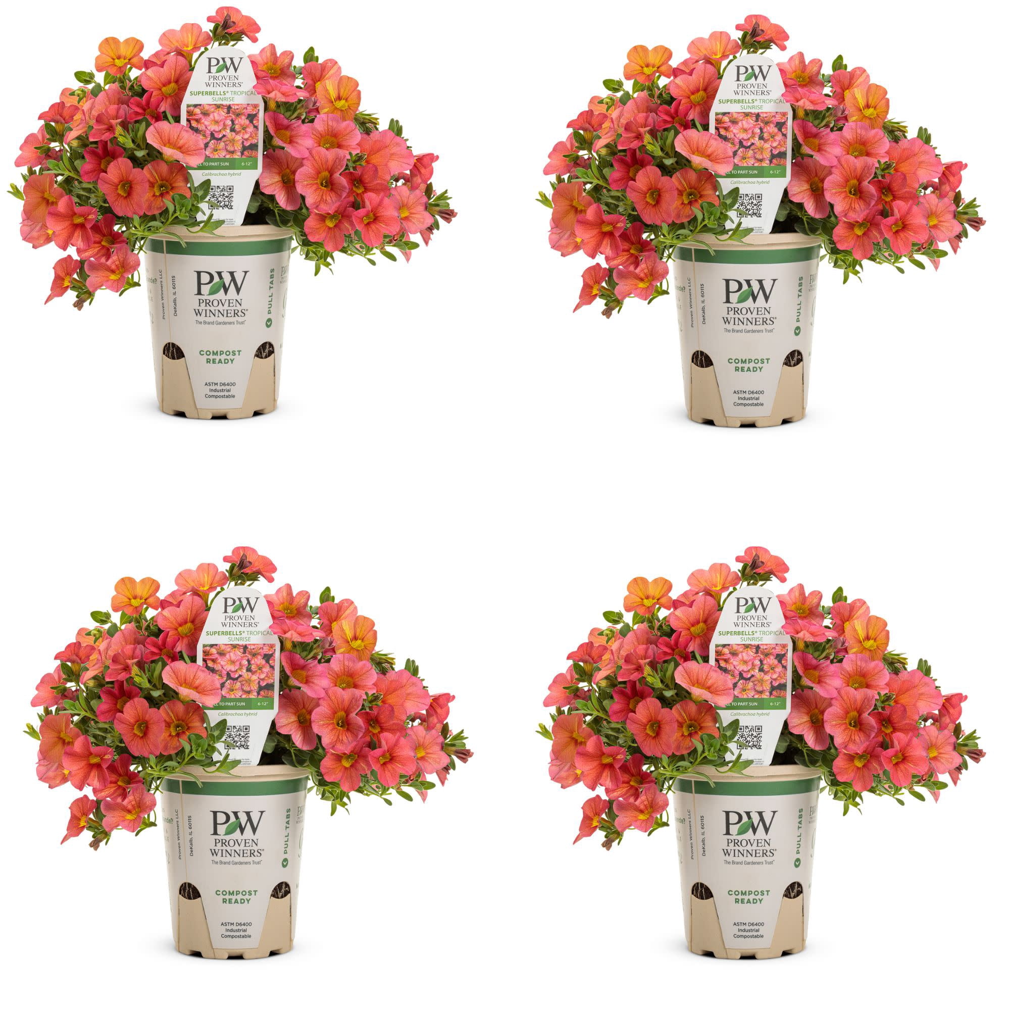 Proven Winners 4" Multicolor Superbells Tropical Sunrise Calibrachoa Live Plant in 4.25" Pot (4 Count)