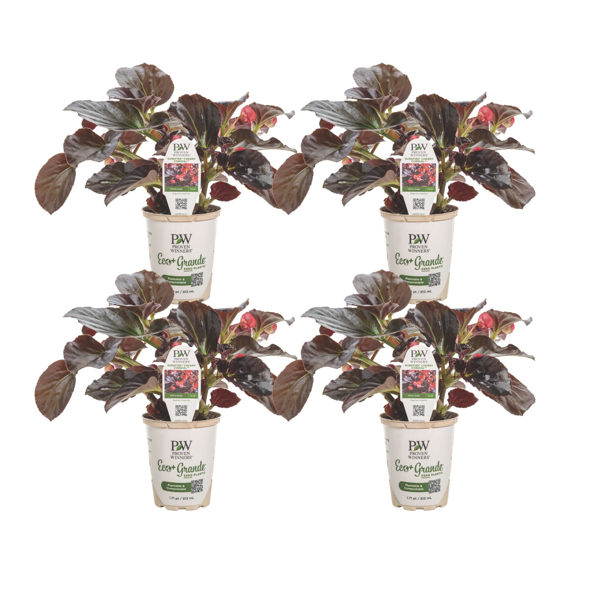 Proven Winners 4" Red Surefire Cherry Cordial Begonia Live Plant in 4.25" Pot (4 Count)