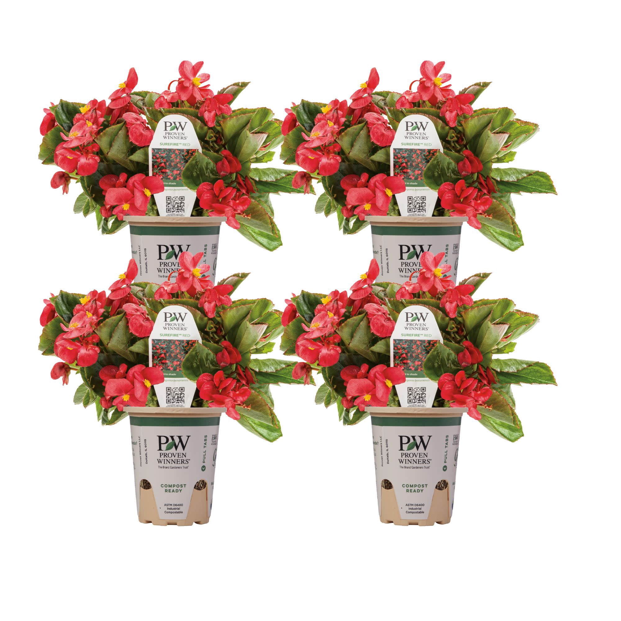 Proven Winners 4" Surefire Red Begonia Live Plant in 4.25" Pot (4 Count)