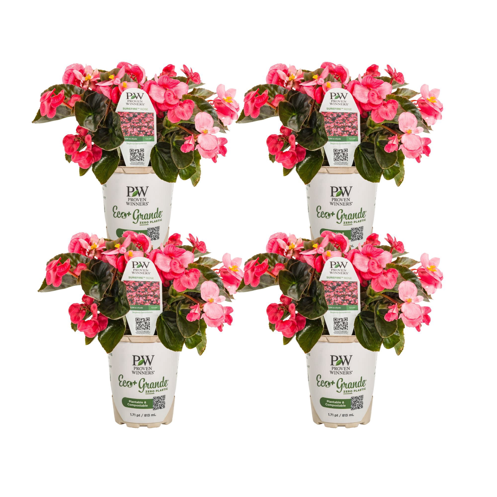 Proven Winners 4" Pink Surefire Rose Begonia Live Plant in 4.25" Pot (4 Count)