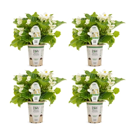 Proven Winners 4" Surefire White Begonia Live Plant in 4.25" Pot (4 Count)