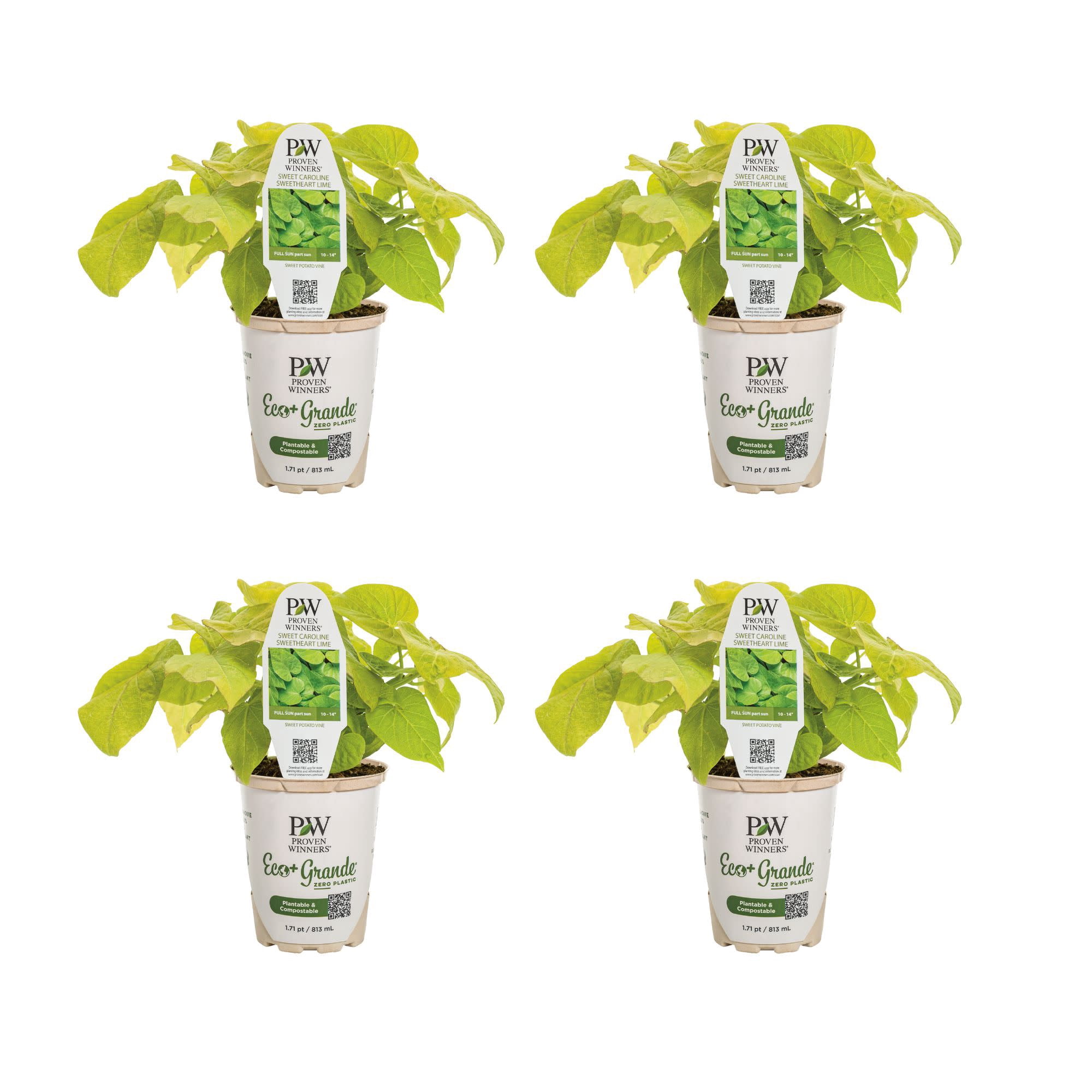 Proven Winners 4" Sweet Caroline Sweetheart Lime Sweet Potato Vine Live Plant in 4.25" Pot (4 Count)