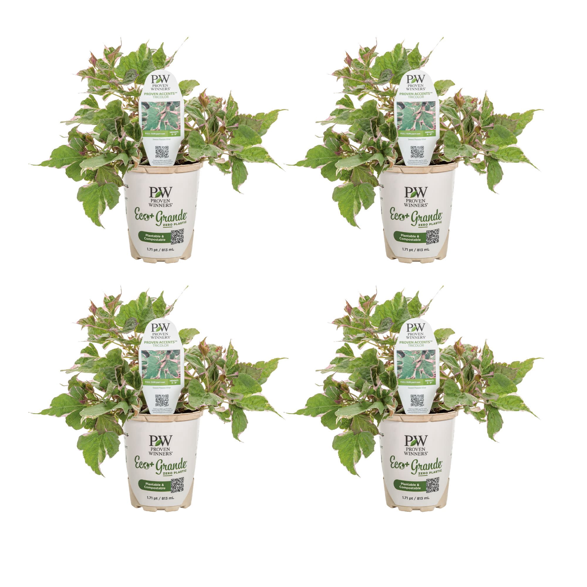 Proven Winners 4" Tricolor Sweet Potato Vine Live Plant in 4.25" Pot (4 Count)