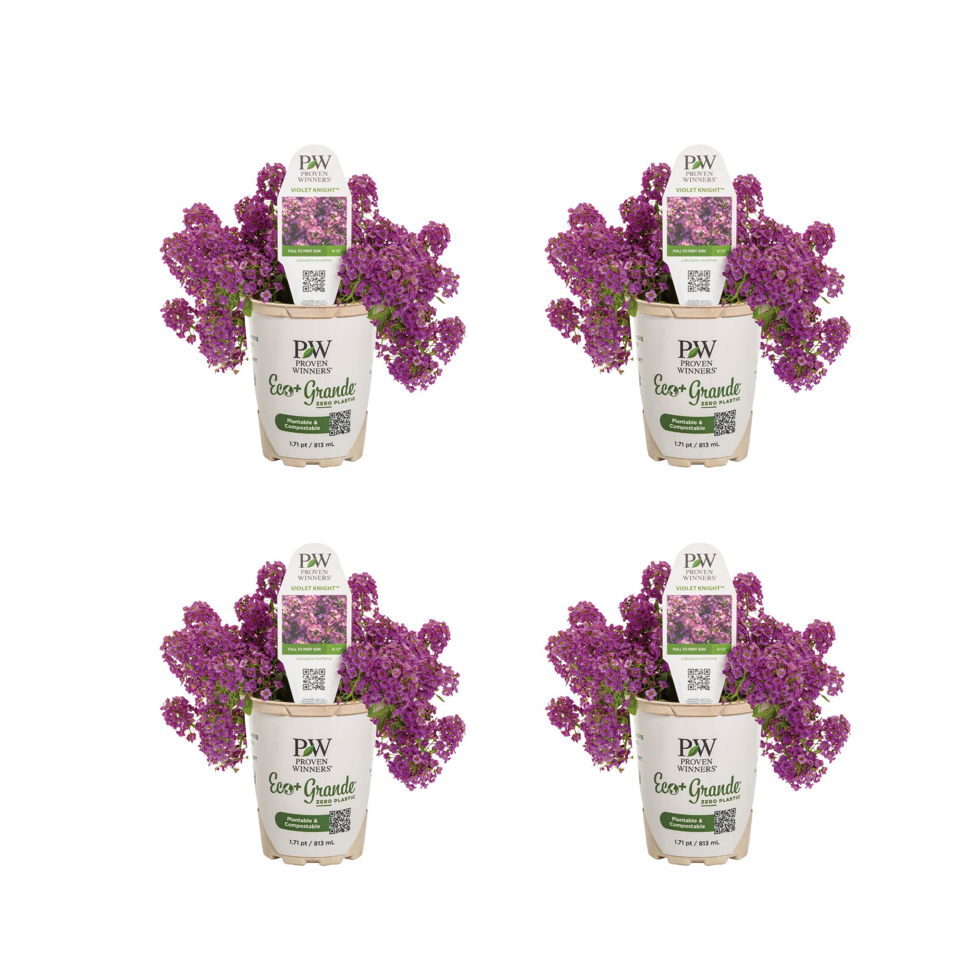 Proven Winners 4" Purple Violet Knight Sweet Alyssum Live Plant in 4.25" Pot (4 Count)