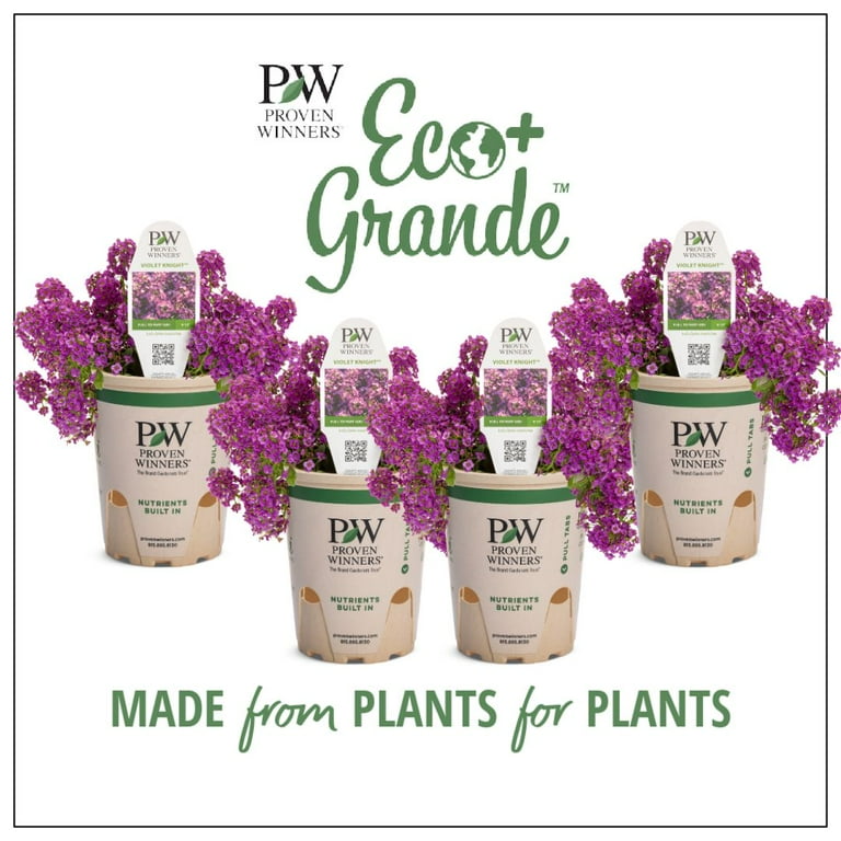 Proven Winners 4.25 in. Eco+Grande, Violet Knight Sweet Alyssum
