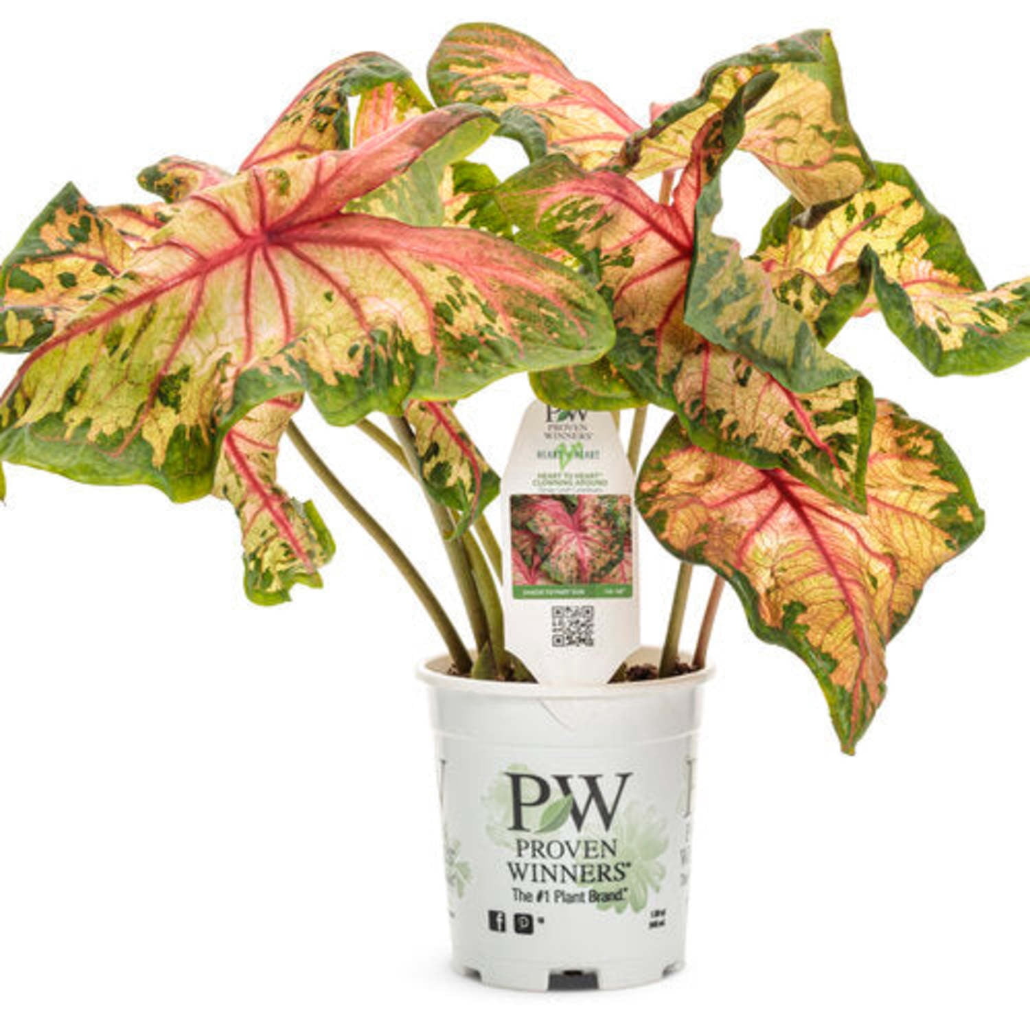 Proven Winners 5" Multicolor Heart to Heart 'Clowning Around' Shade Caladium Live Plant in 4.5" Pot