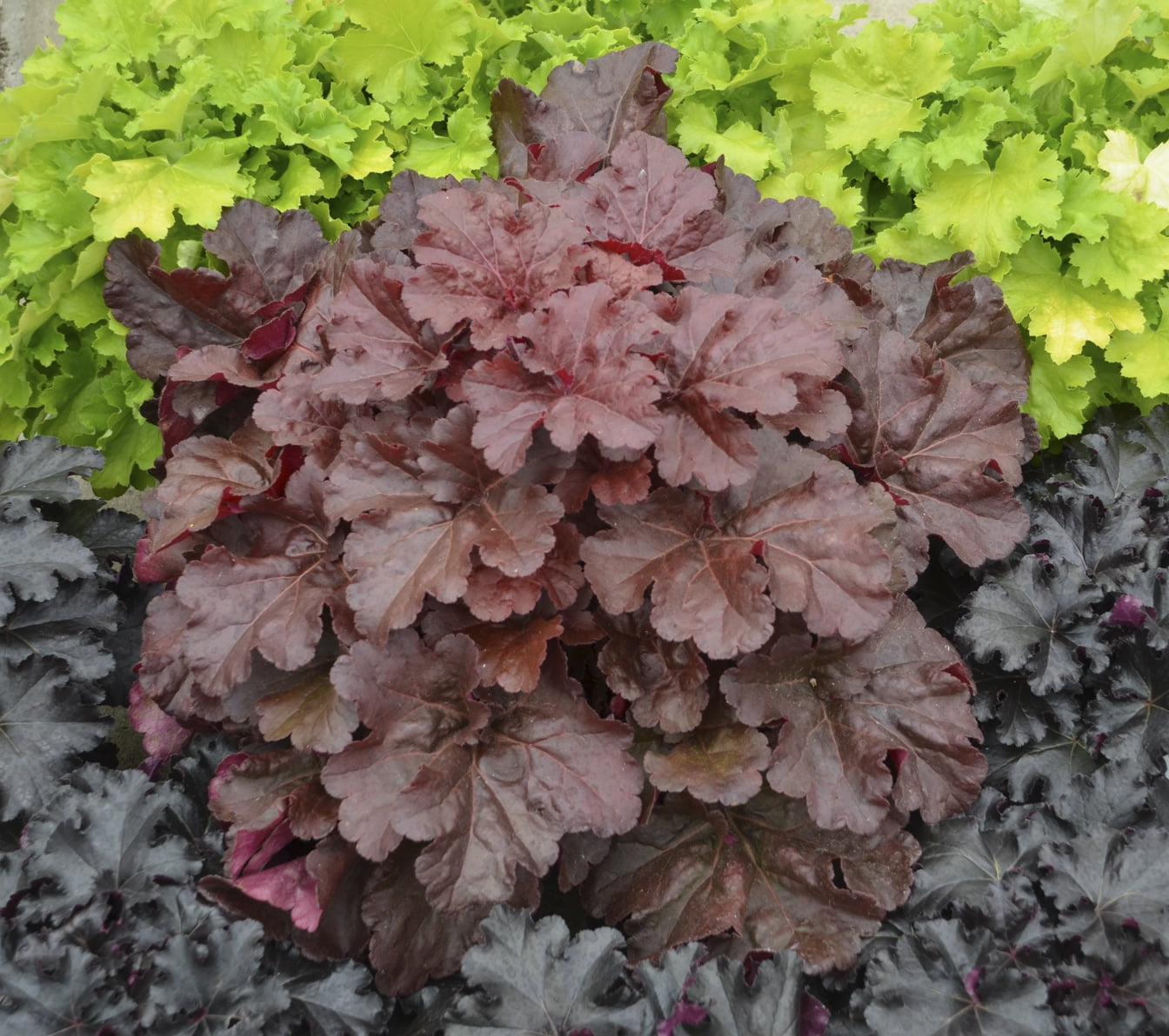 Proven Winners 4.5 in. Quart Primo Mahogany Monster Coral Bells (Heuchera) Live Plant, Cream Flowers and Mahogany Red Foliage