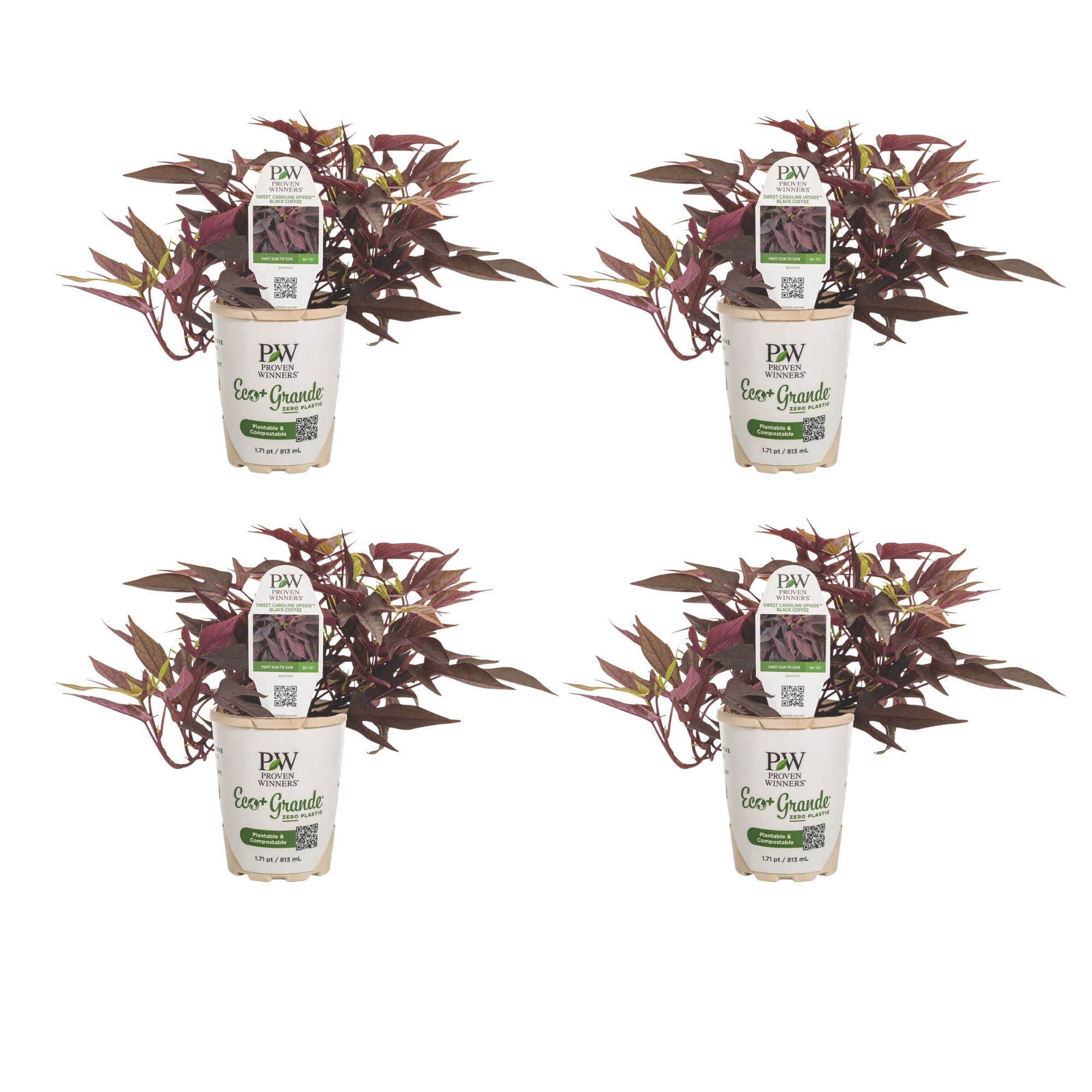 Proven Winners 4" Black Sweet Caroline Upside Black Coffee Ornamental Sweet Potato Vine Live Plant in 4.25" Pot (4 Count)
