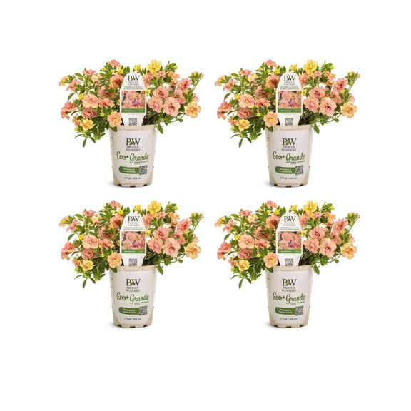 Proven Winners 4" Multicolor Superbells Magic Double Grapefruit Double Calibrachoa Live Plant in 4.25" Pot (4 Count)