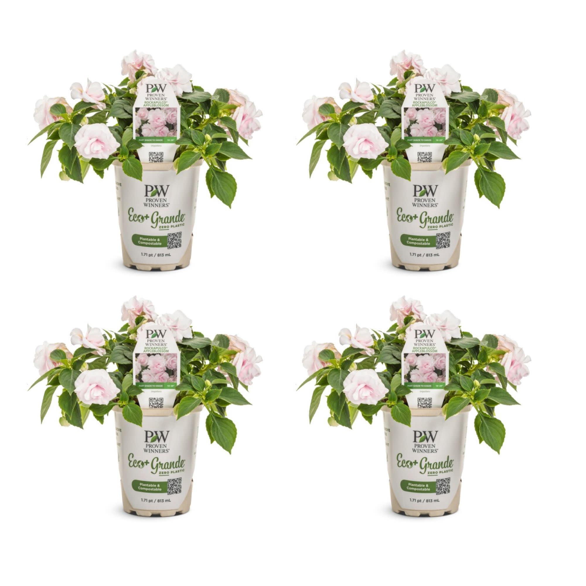 Proven Winners 4" Pink Rockapulco Appleblossom Double Impatiens Live Plant in 4.25" Pot (4 Count)