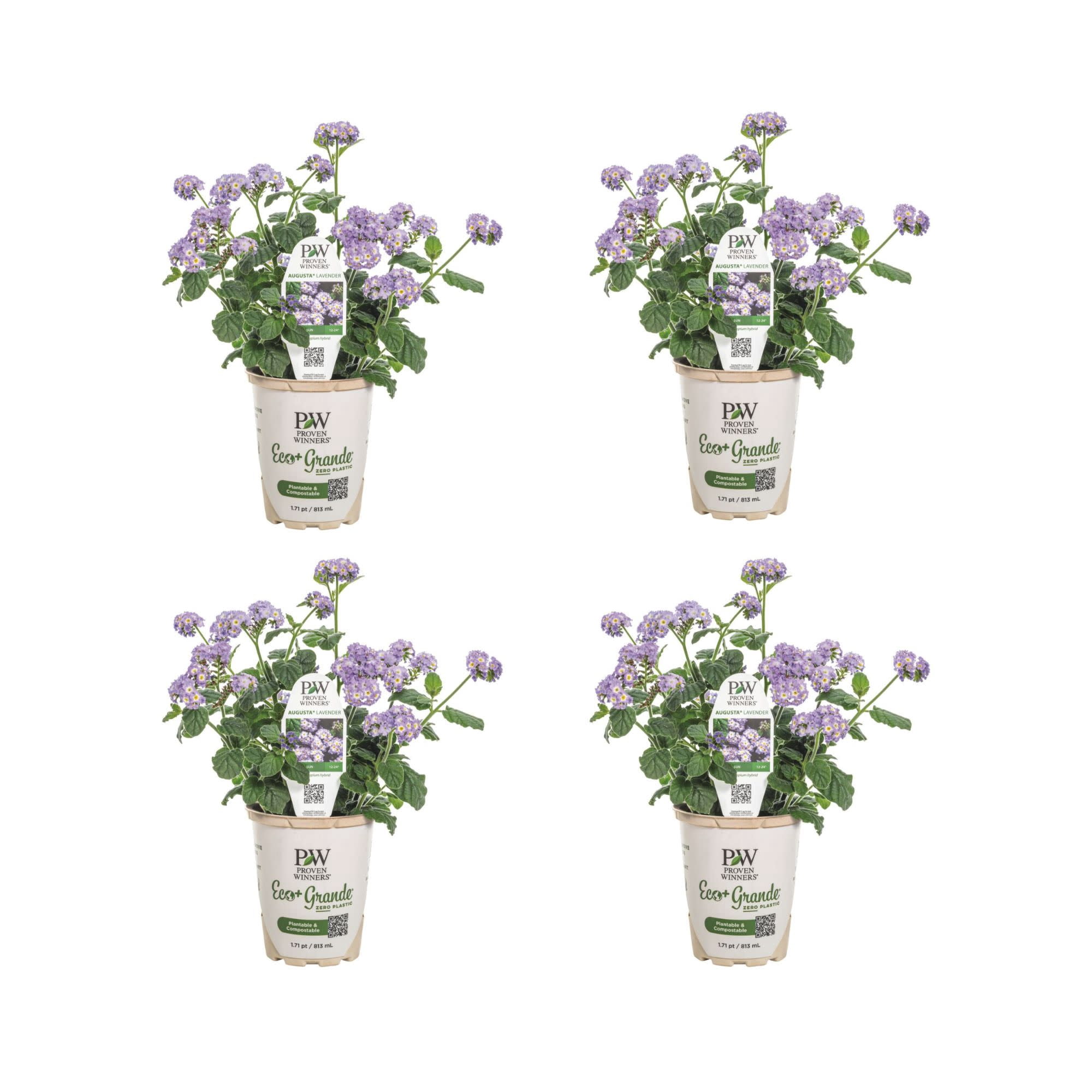 Proven Winners 4" Purple Augusta Lavender Heliotrope Live Plant in 4.25" Pot (4 Count)