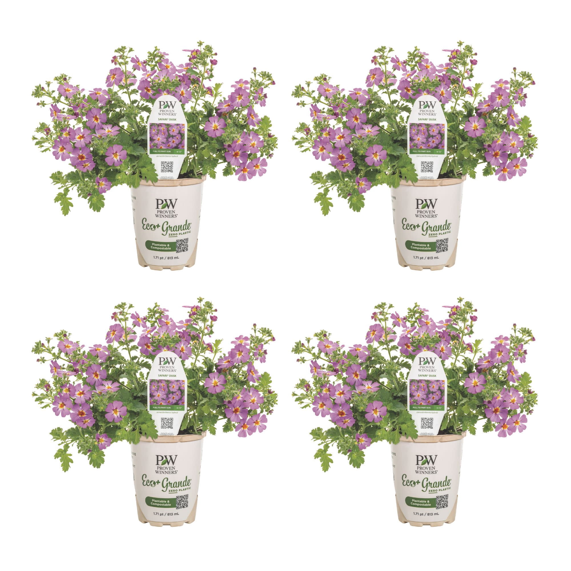 Proven Winners 4" Purple Safari Dusk South African Phlox Live Plant in 4.25" Pot (4 Count)