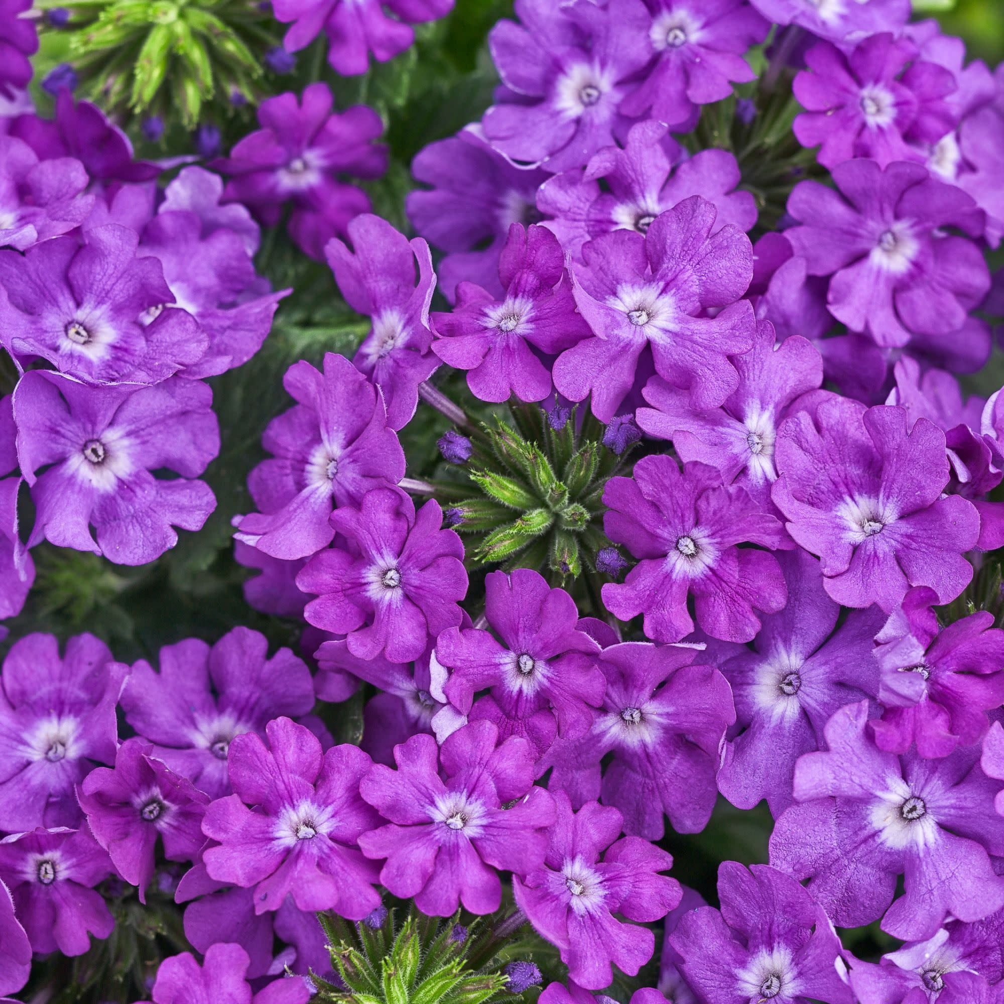 Proven Winners 4" Purple Superbena Violet Ice Verbena Live Plant in 4.25" Pot (4 Count)