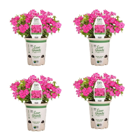 Proven Winners 4" Southern Blaze Bright Pink Phlox Live Plant in 4.25" Pot (4 Count)