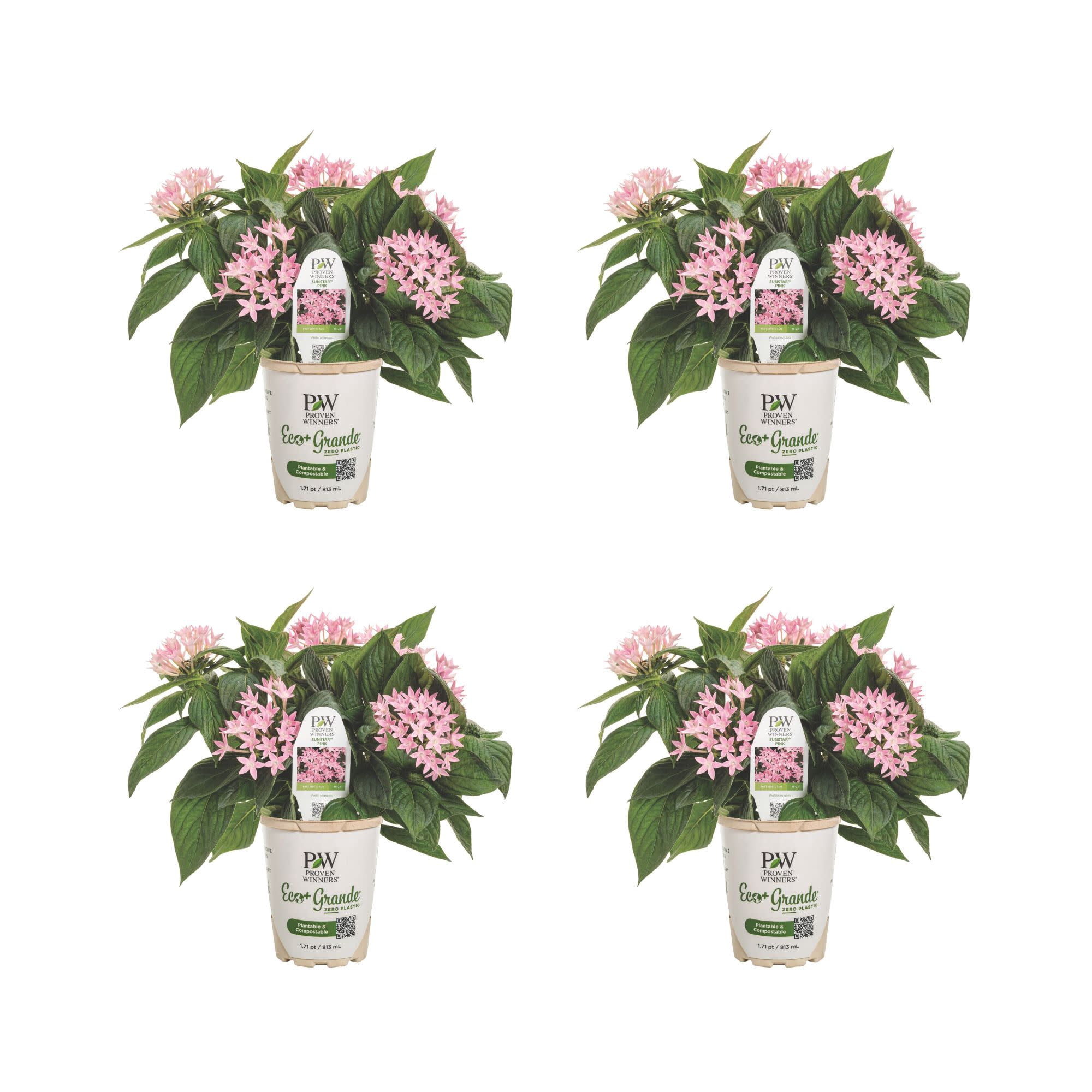 Proven Winners 4" Sunstar Pink Egyptian Star Flower Live Plant in 4.25" Pot (4 Count)