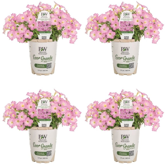 Proven Winners 4" Supertunia Mini Vista Pink Cloud Supertunia Live Plant in 4.25" Pot (4 Count)