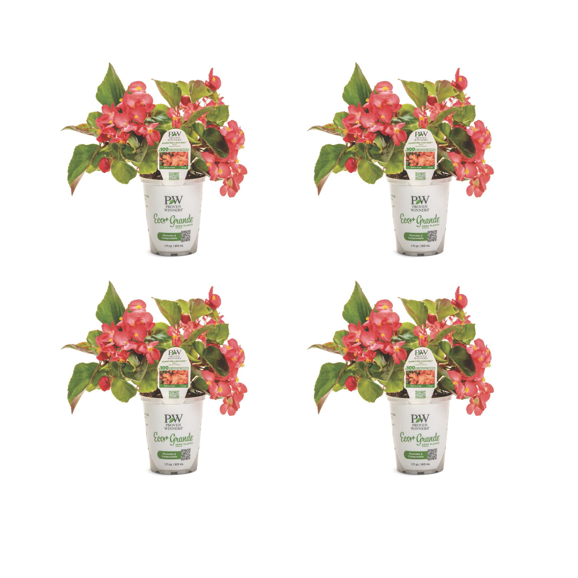 Proven Winners 4" Surefire Cascade Red Begonia Live Plant in 4.25" Pot (4 Count)