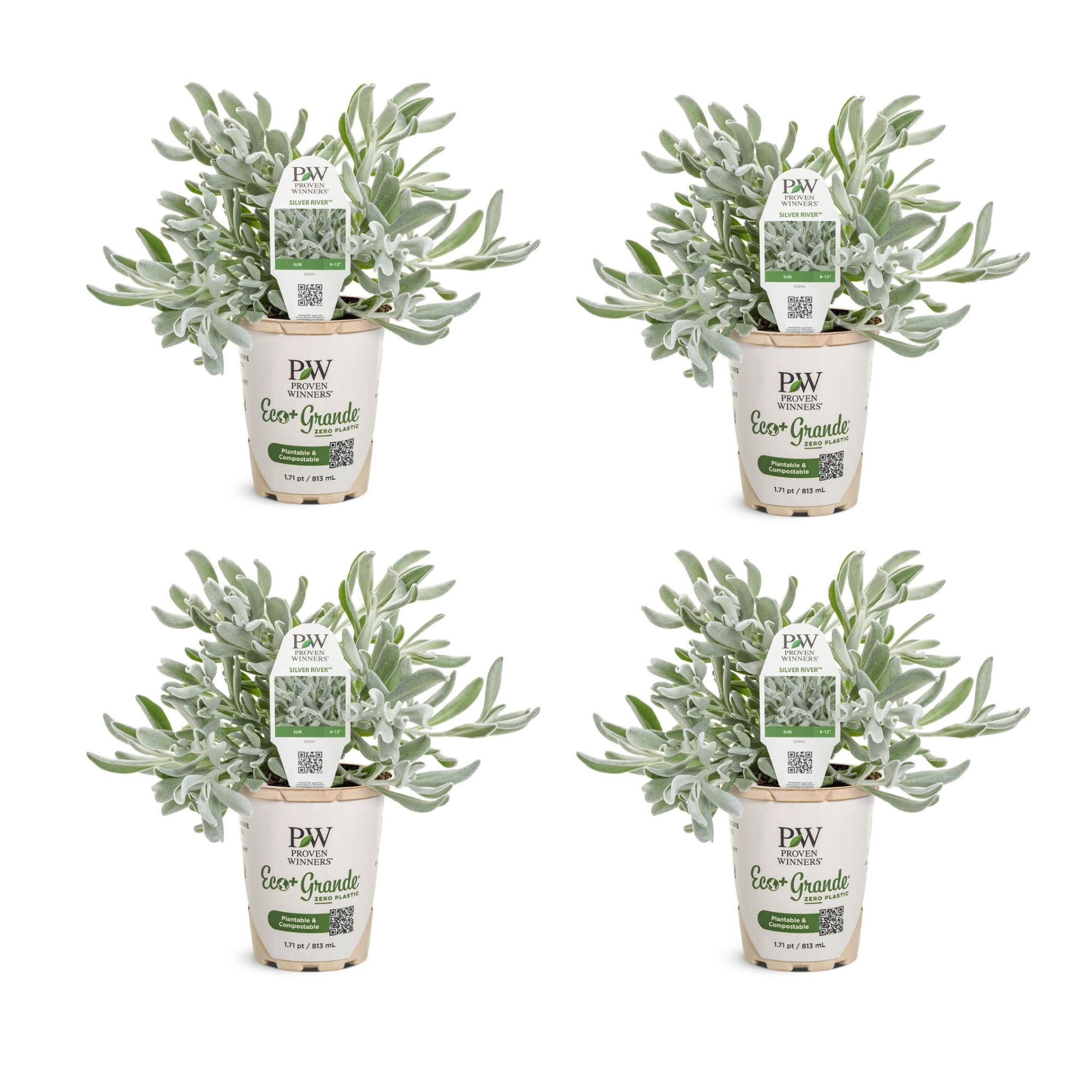 Proven Winners 4" White Silver River Didelta Live Plant in 4.25" Pot (4 Count)