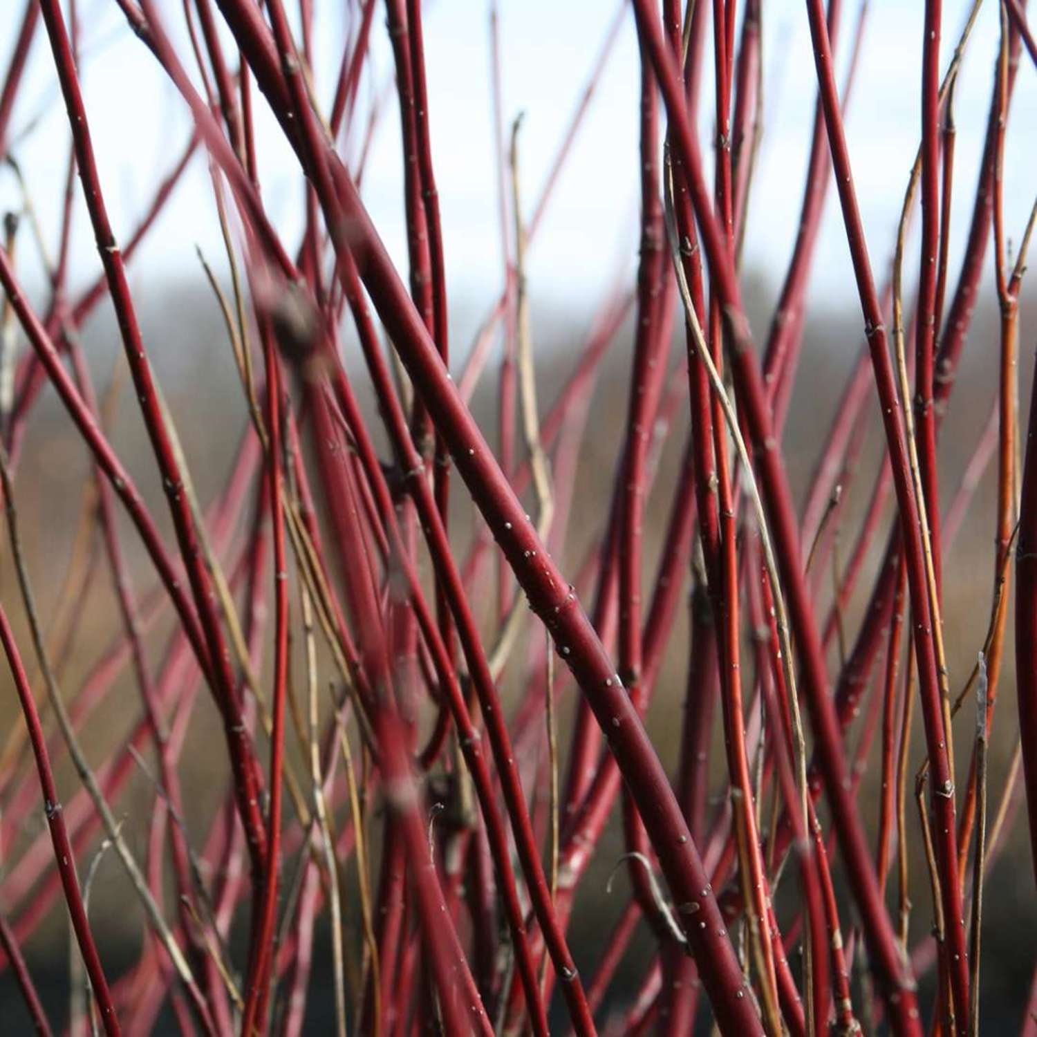 Proven Winners ColorChoice 5" Arctic Fire Red Dogwood Live Plant in 4.5" Pot (4 Count)