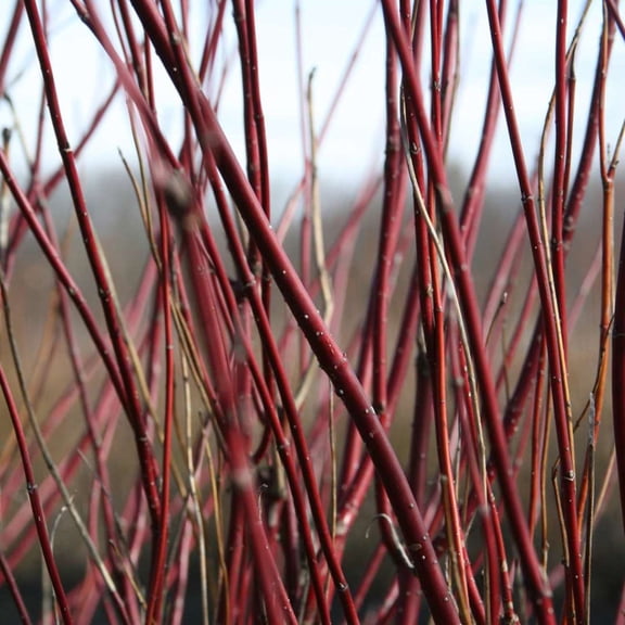 Proven Winners ColorChoice 5" Arctic Fire Red Dogwood Live Plant in 4.5" Pot (4 Count)