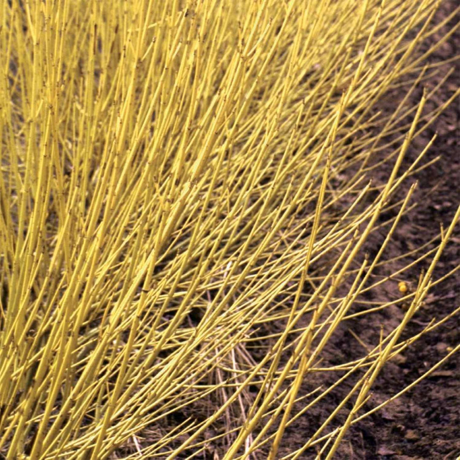 Proven Winners ColorChoice 5" Arctic Fire Yellow Dogwood Live Plant in 4.5" Pot (4 Count)