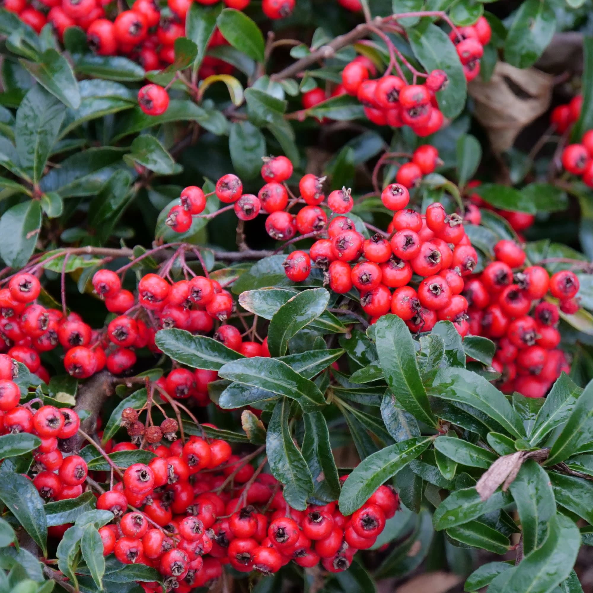 Proven Winners ColorChoice 5" Berry Box Pyracomeles Live Plant in 4.5" Pot (4 Count)
