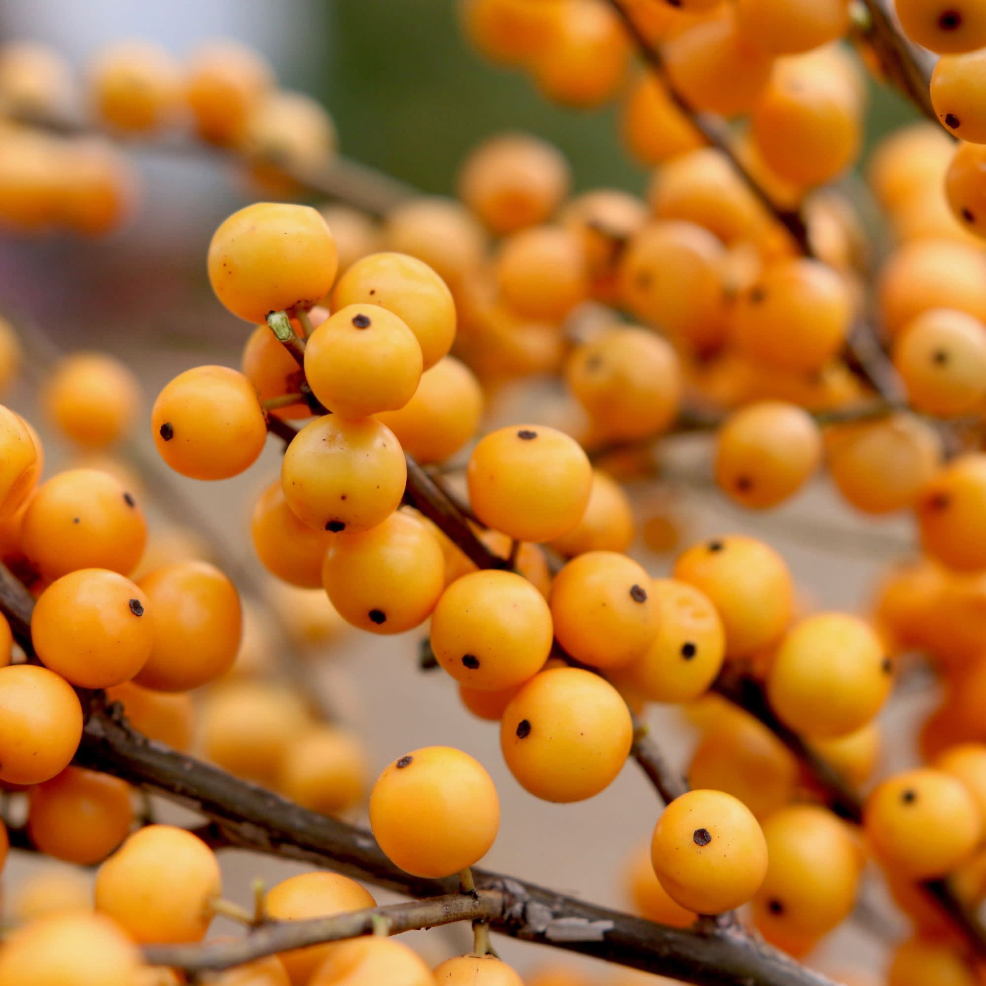 Proven Winners ColorChoice 5" Berry Heavy Gold Winterberry holly Live Plant in 4.5" Pot (4 Count)