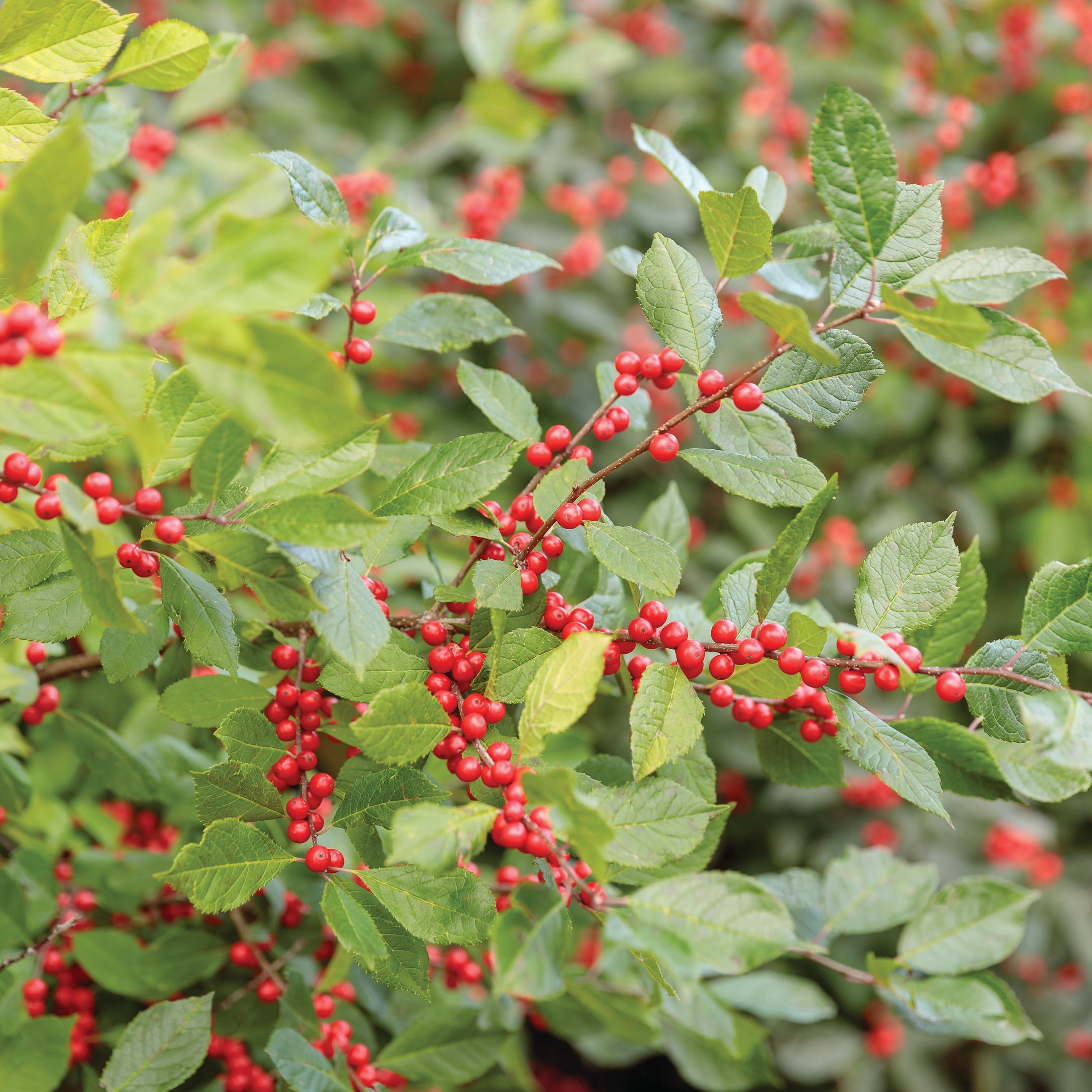 Proven Winners ColorChoice 5" Berry Heavy Winterberry Live Plant in 4.5" Pot (4 Count)