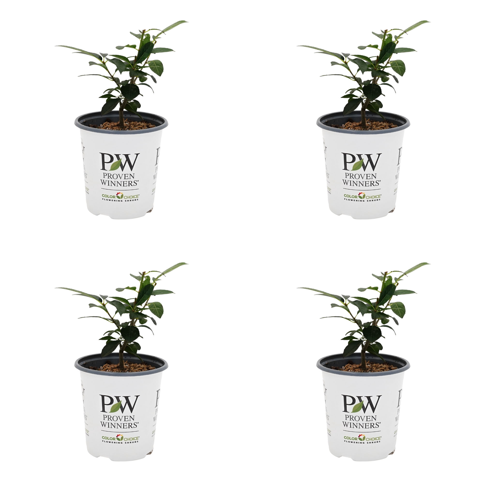 Proven Winners ColorChoice 5" Berry Poppins Winterberry Live Plant in 4.5" Pot (4 Count)
