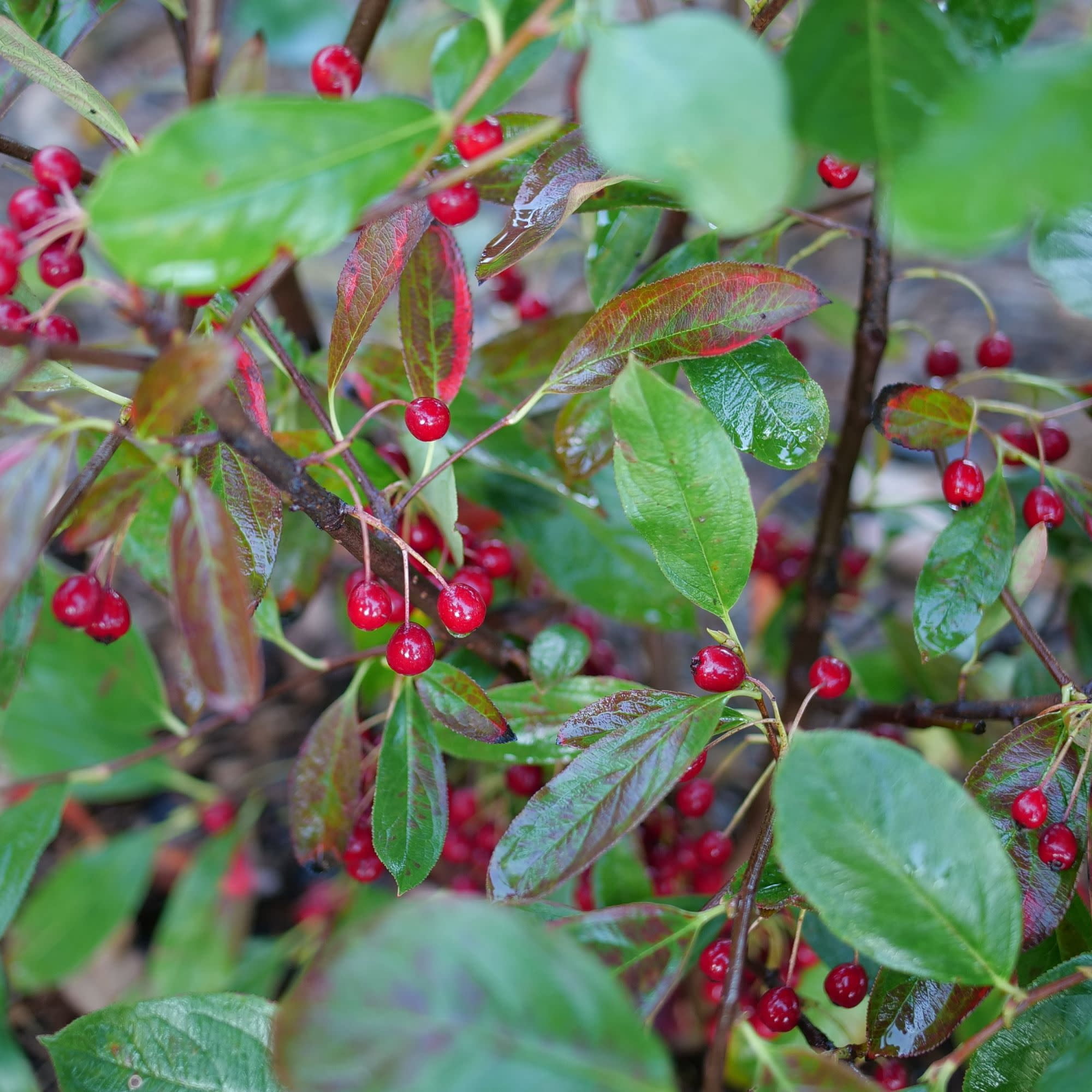 Proven Winners ColorChoice 5" Berry Scape Aronia Live Plant in 4.5" Pot (4 Count)