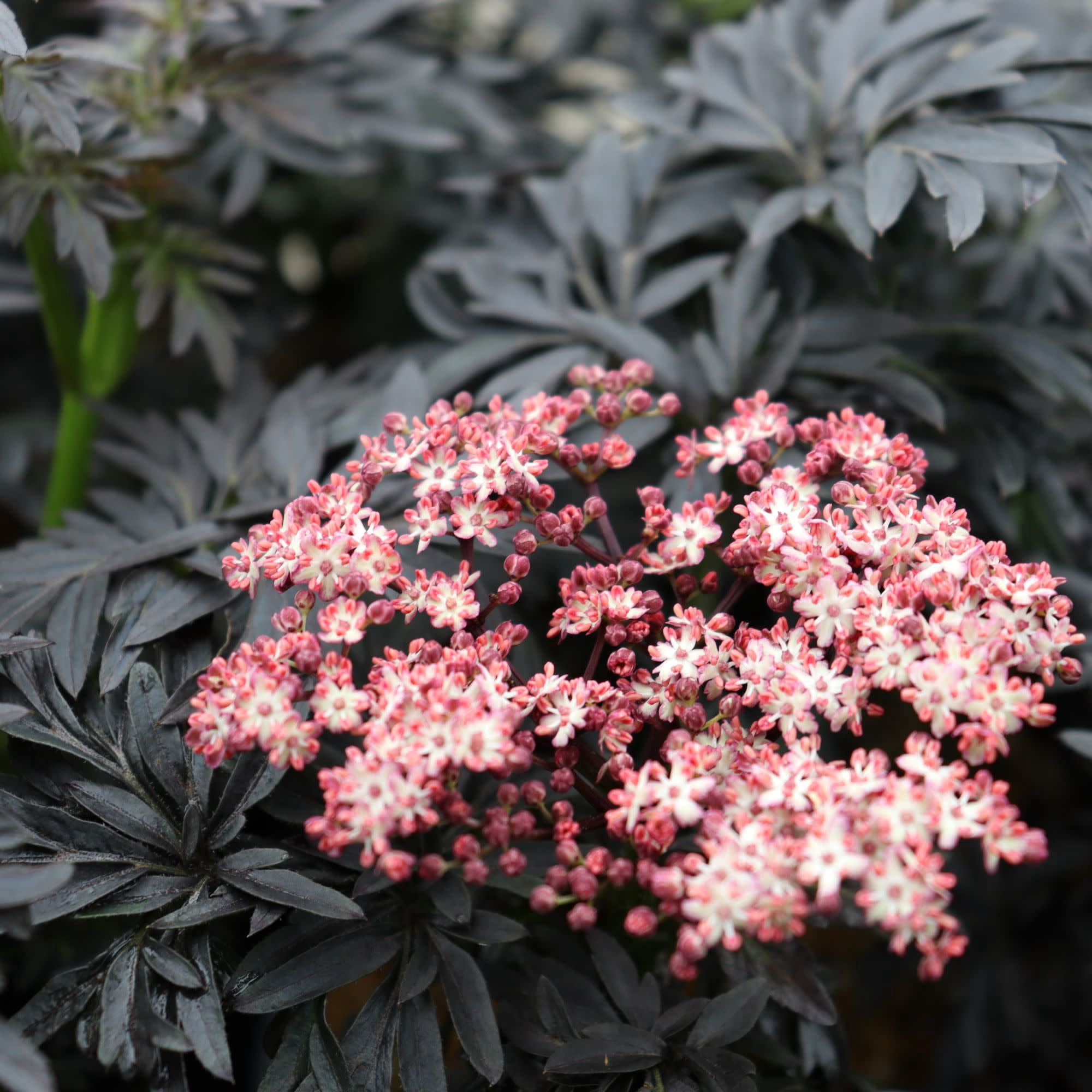Proven Winners ColorChoice 5" Black Laced Up Elderberry Live Plant in 4.5" Pot (4 Count)