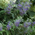 thumbnail image 1 of Proven Winners ColorChoice 5" Blue Beyond Midnight Bluebeard Live Plant in 4.5" Pot (4 Count), 1 of 10