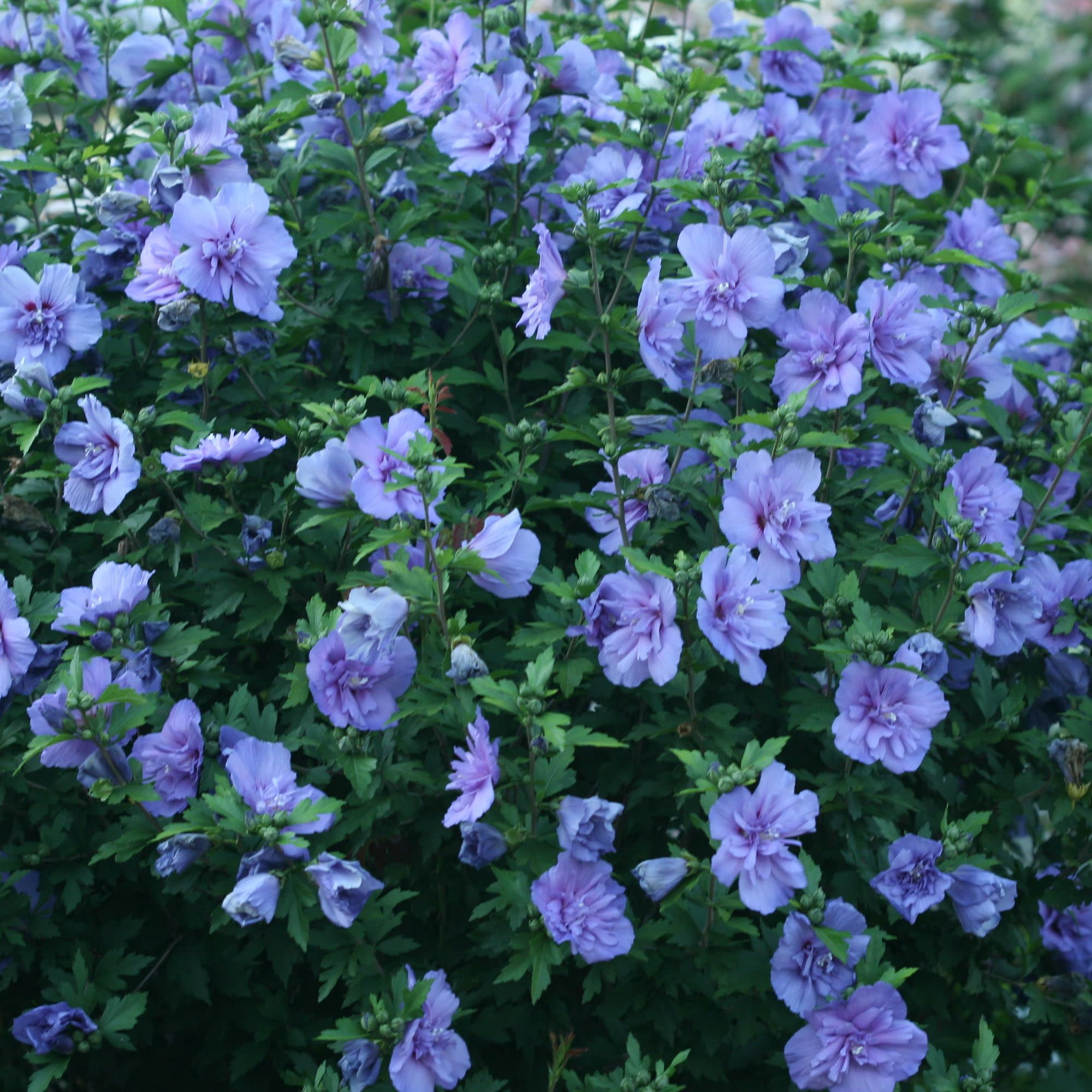 Proven Winners ColorChoice 5" Blue Chiffon Rose of Sharon Live Plant in 4.5" Pot (4 Count)