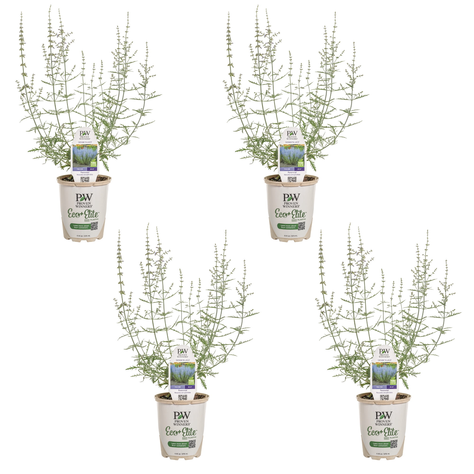 Proven Winners 5" Blue 'Denim 'n Lace' Russian Sage Live Plant in 4.5" Pot (4 Count)