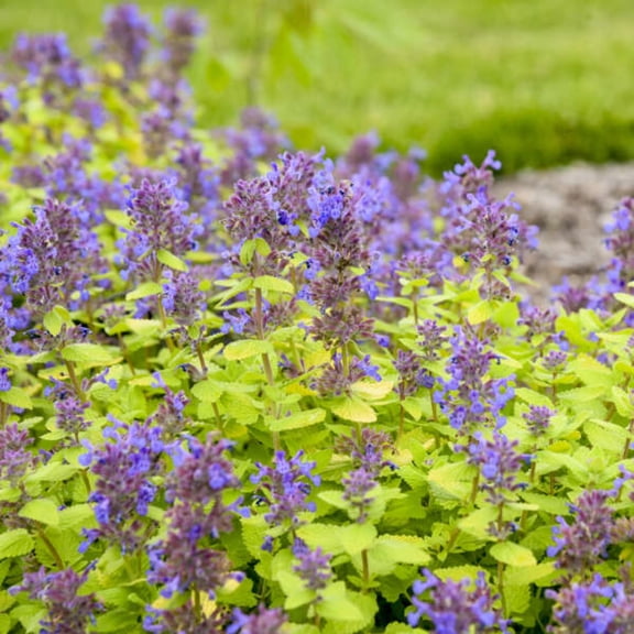 Proven Winners 5" Blue 'Lemon Purrfection' Catmint Live Plant in 4.5" Pot (4 Count)