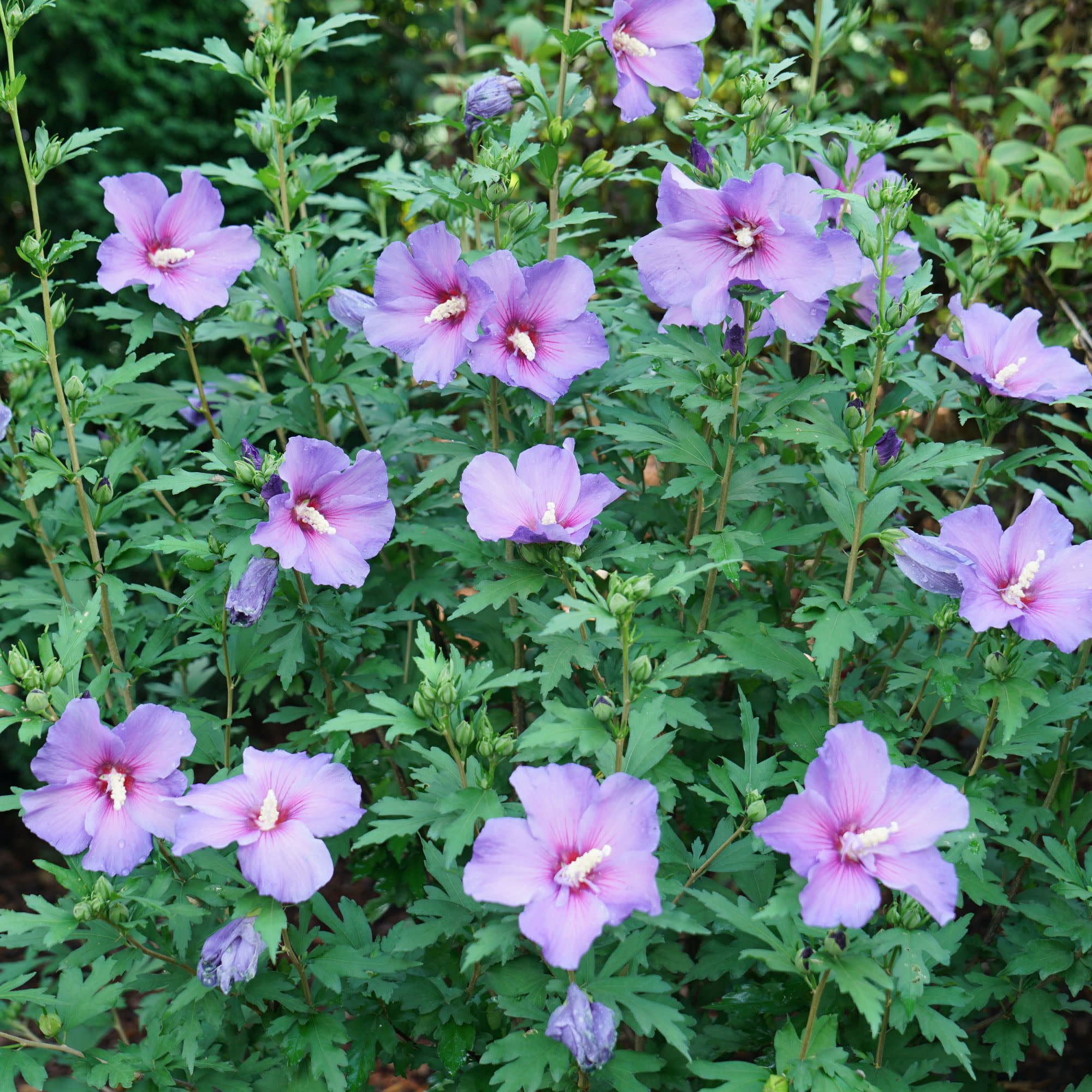 Proven Winners ColorChoice 5" Blue Paraplu Violet Rose of Sharon Live Plant in 4.5" Pot (4 Count)