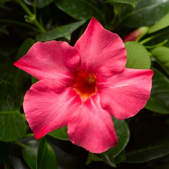 Proven Winners 5" Bombshell Coral Pink Rocktrumpet Live Plant in 4.5" Pot (4 Count)