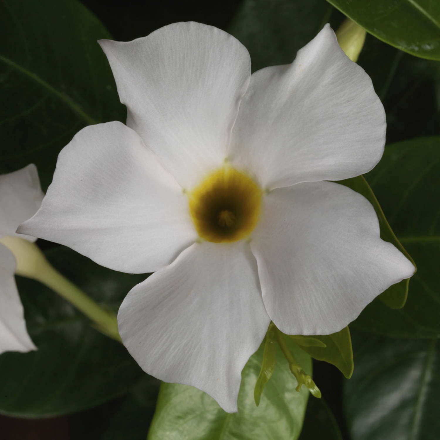 Proven Winners 5" Bombshell White Rocktrumpet Live Plant in 4.5" Pot (4 Count)