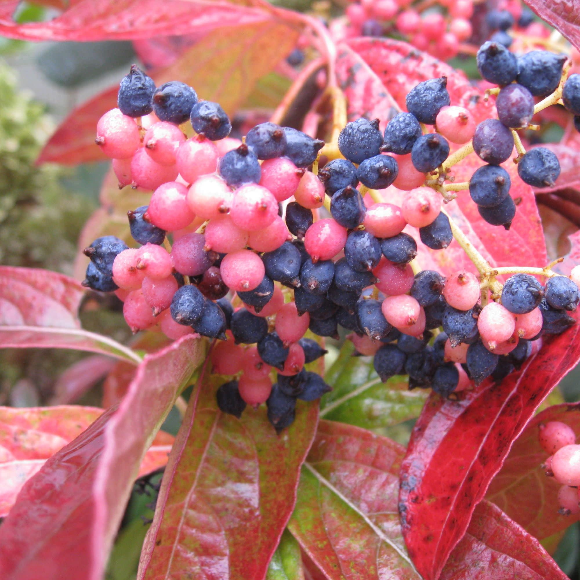 Proven Winners ColorChoice 5" Brandywine Viburnum Live Plant in 4.5" Pot (4 Count)