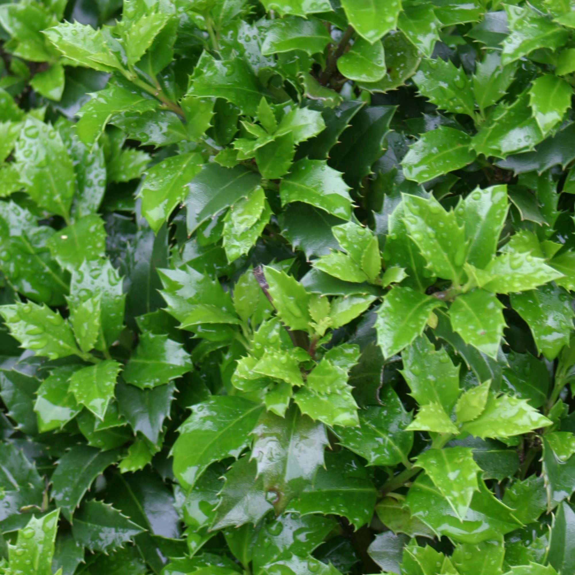Proven Winners ColorChoice 5" Castle Wall Blue Holly Live Plant in 4.5" Pot (4 Count)