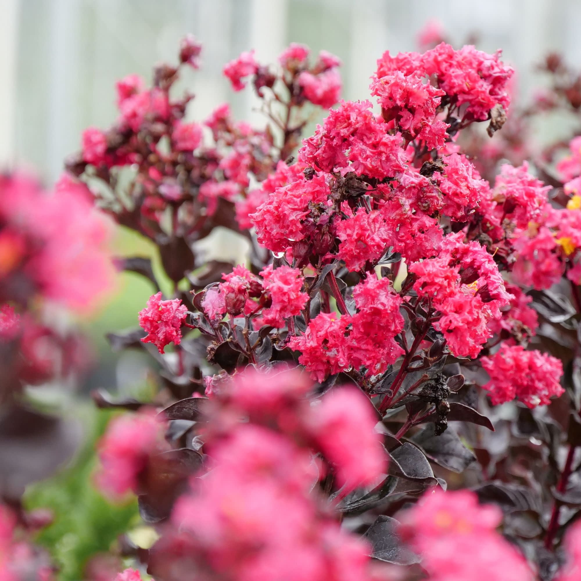 Proven Winners ColorChoice 5" Center Stage Pink Crapemyrtle Live Plant in 4.5" Pot (4 Count)