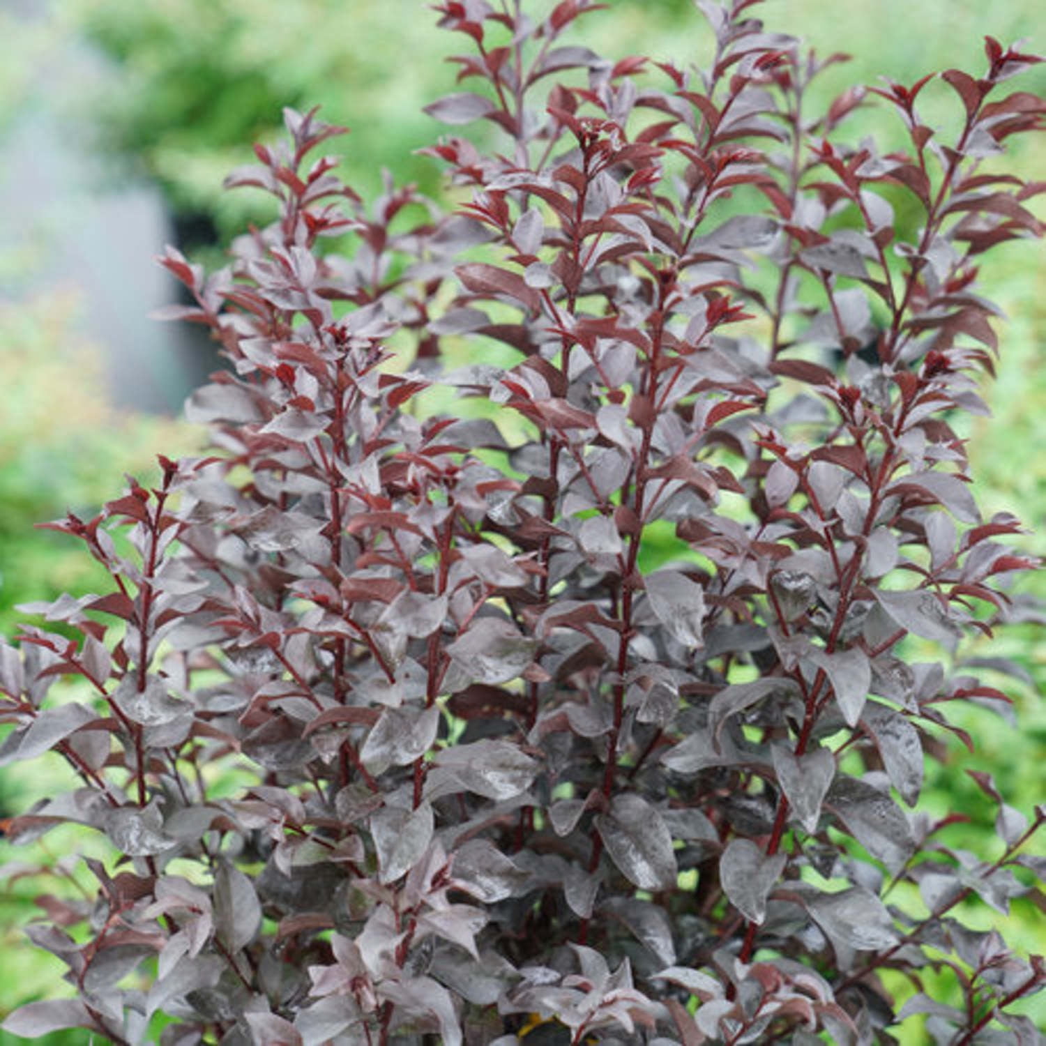 Proven Winners ColorChoice 5" Center Stage Red Crapemyrtle Live Plant in 4.5" Pot (4 Count)