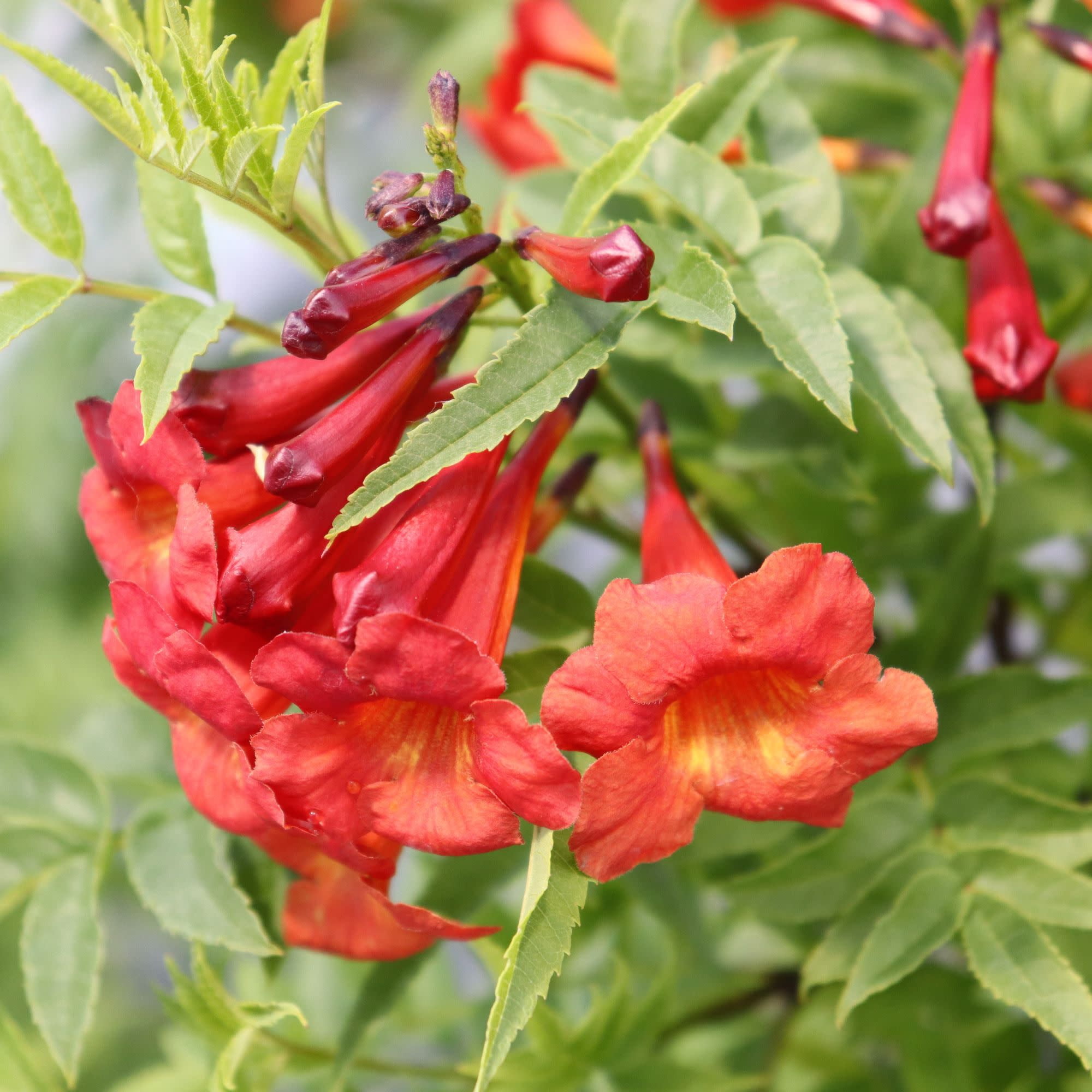 Proven Winners ColorChoice 5" Chicklet Red Esperanza Live Plant in 4.5" Pot (4 Count)