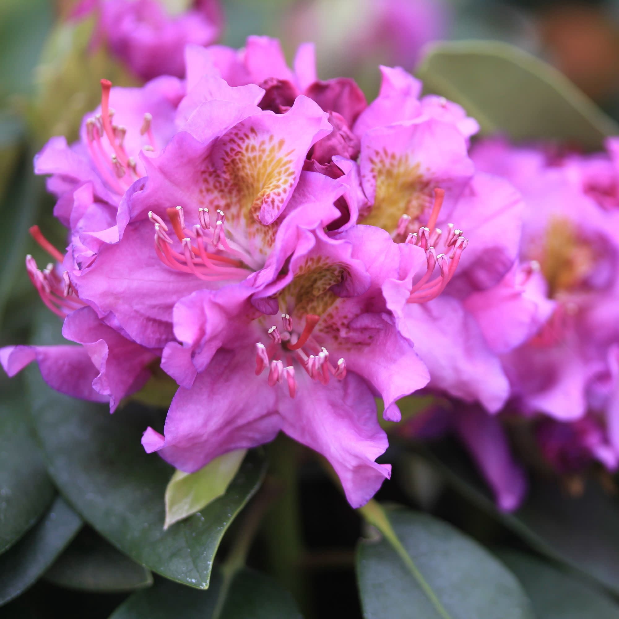 Proven Winners ColorChoice 5" Dandy Man Purple Rhododendron Live Plant in 4.5" Pot (4 Count)