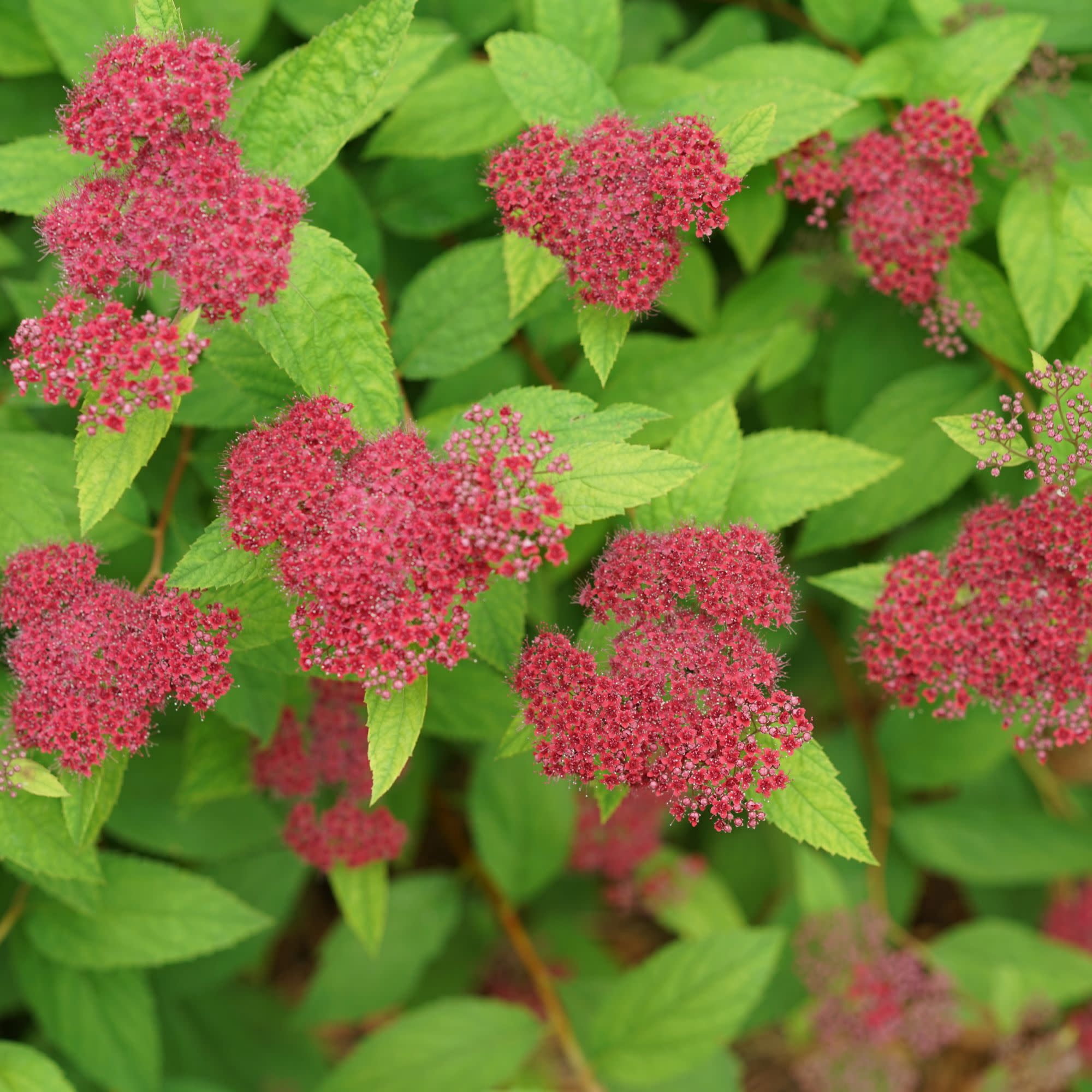 Proven Winners ColorChoice 5" Double Play Red Spirea Live Plant in 4.5" Pot (4 Count)