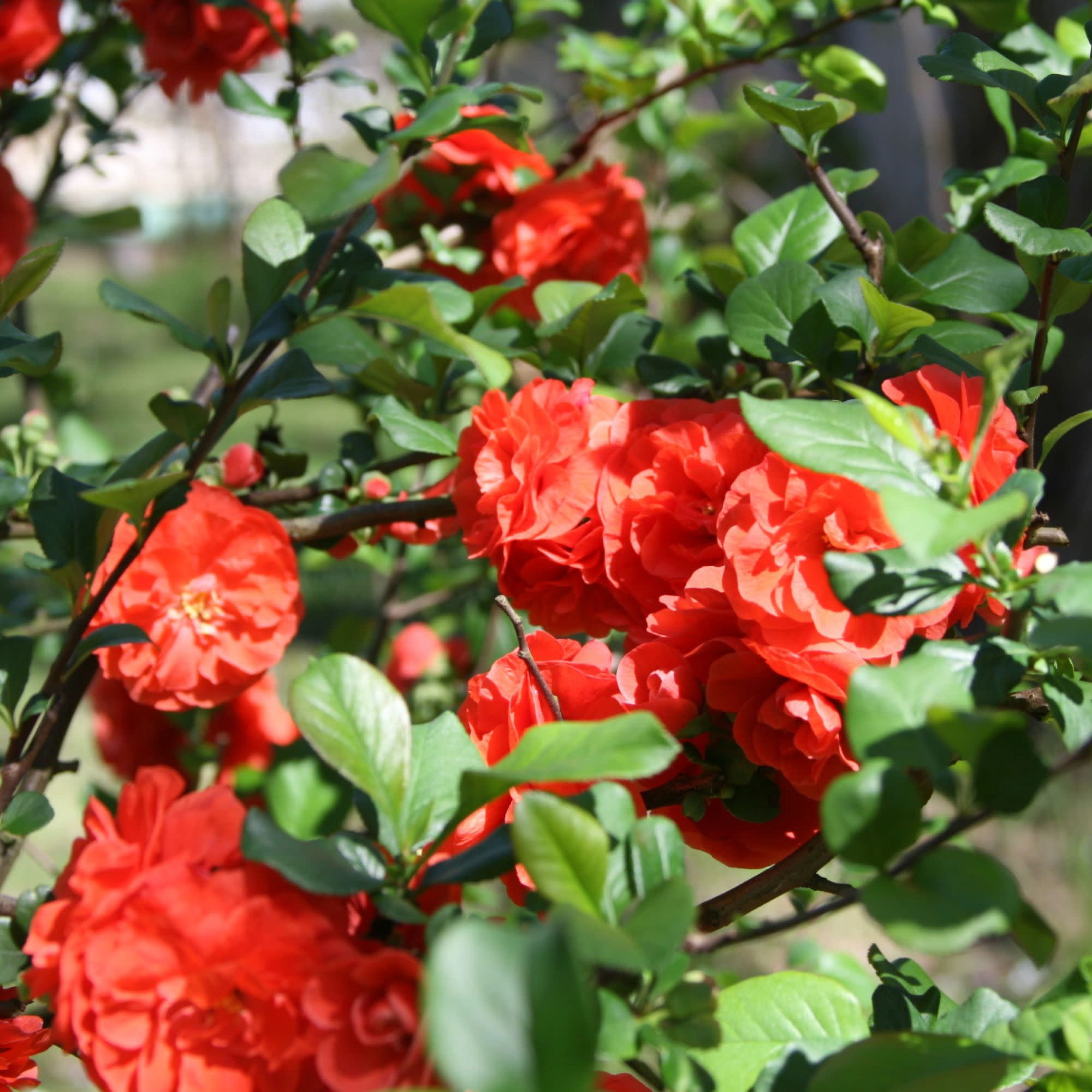 Proven Winners ColorChoice 5" Double Take Orange Quince Live Plant in 4.5" Pot (4 Count)