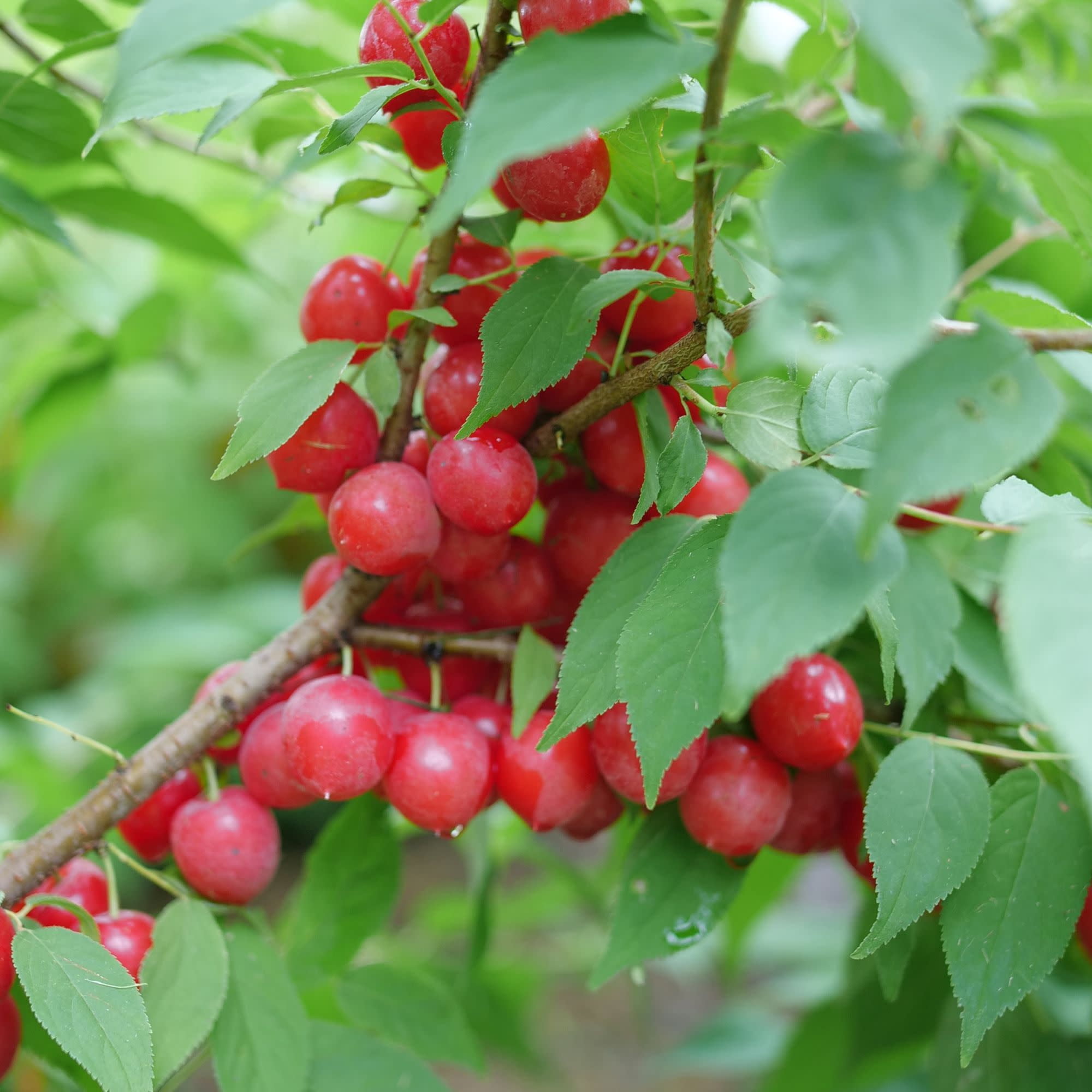 Proven Winners ColorChoice 5" Easy As Pie Bush Cherry Live Plant in 4.5" Pot (4 Count)