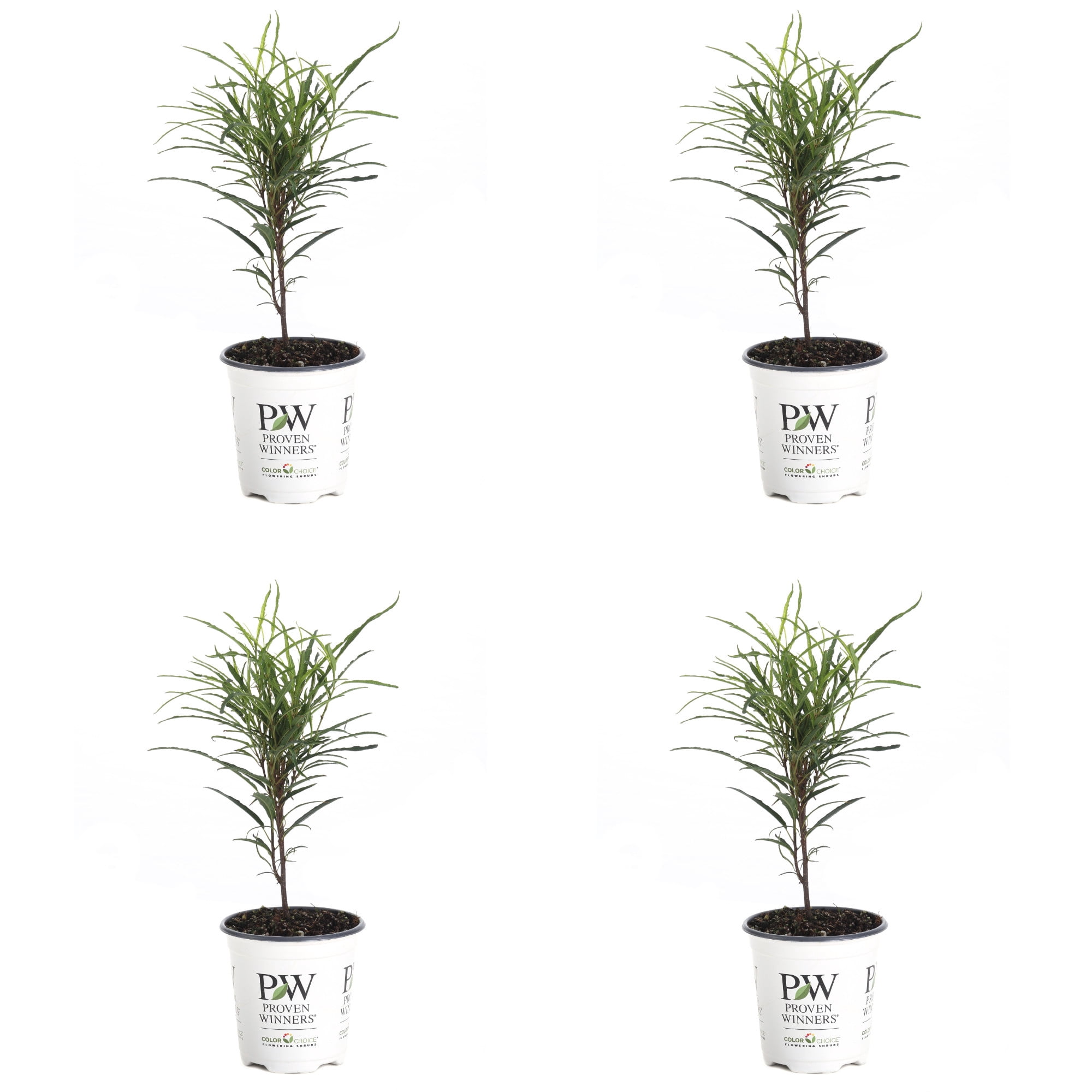 Proven Winners ColorChoice 5" Fine Line Buckthorn Live Plant in 4.5" Pot (4 Count)